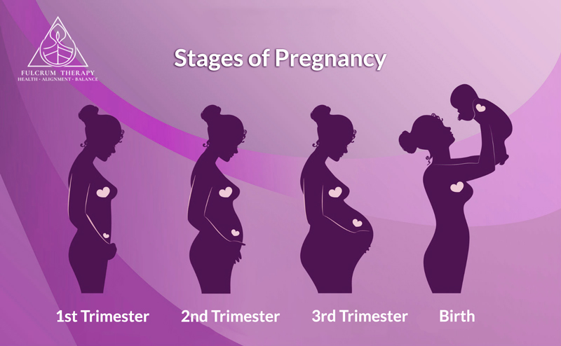 Pregnancy can be divided into 3 main timeframes each containing 12 weeks.